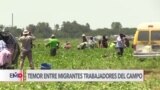 Nueva ley migratoria de Florida atemoriza a trabajadores del campo