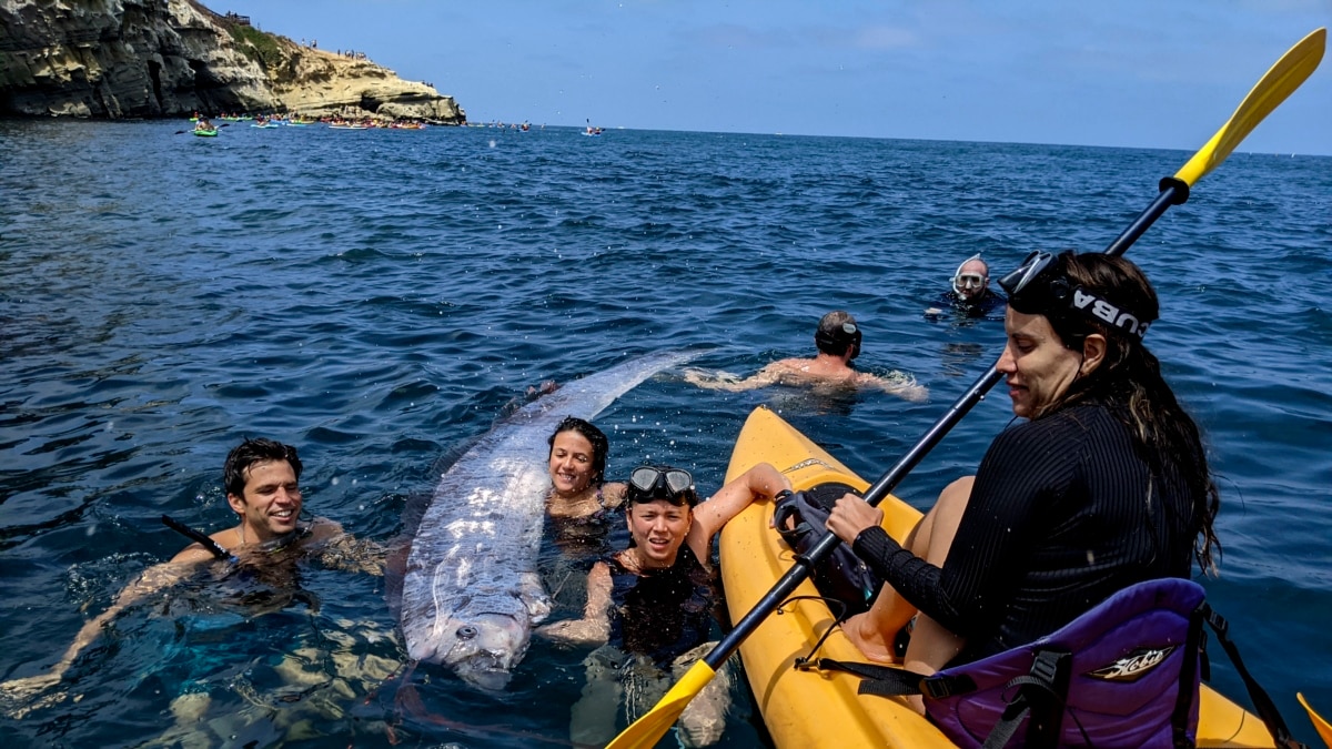 Rare deep-sea oarfish found in California – scientists want to know why