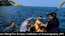 FILE - The Scripps Institution of Oceanography photo shows researchers and science-minded snorkelers working together to recover a dead oarfish from La Jolla Cove, Calif., Aug. 10, 2024. 