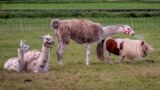 A lama spits on a shetland pony on a meadow in Wehrheim near Frankfurt, Germany, Sept. 21, 2023. 