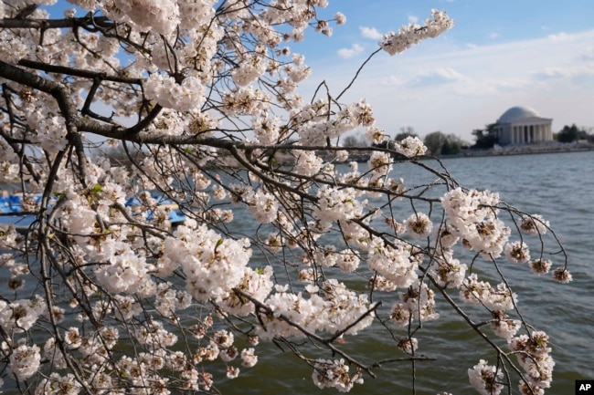The Jefferson Memorial is visible as visitors to the Tidal Basin walk along an area as cherry trees enter peak bloom this week in Washington. Wednesday, March 20, 2024, in Washington. (AP Photo/Pablo Martinez Monsvais)