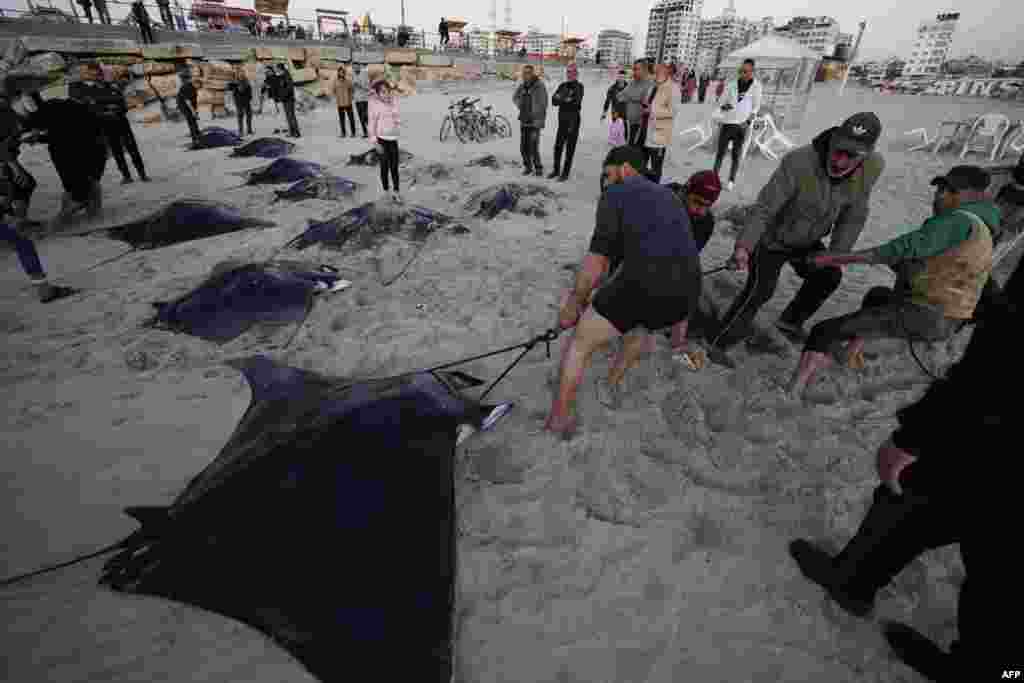 Fishermen collect Manta Rays that washed up on a beach along the coast in Gaza City.