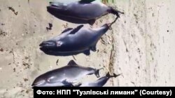 Тіла загиблих дельфінів на березі Чорного моря