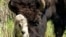 A rare white buffalo calf, reportedly born in Yellowstone National Park's Lamar Valley, is shown on June 4, 2024, in Wyoming