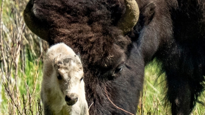 Reported birth of rare white buffalo calf fulfills Lakota prophecy 