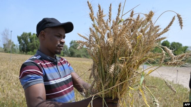 A worker from the Senegalese Agricultural Research Institute looks at wheat in a field in Sangalkam, Senegal, April 7, 2023.