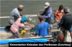 Sekelompok nelayan di sebuah desa di Kabupaten Manggarai Barat, Flores, Nusa Tenggara Timur memungut ikan dari jaringnya. (Foto: Courtesy/Kementerian Kelautan dan Perikanan)