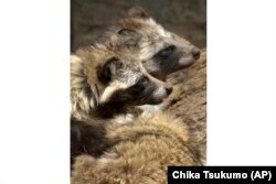 Anjing-anjing rakun tampak di kandang di Kebun Binatang Ueno, Tokyo, 24 Mei 2003. (Foto: China Tsukumo/AP Photo)