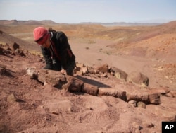FILE - Claudia Marsicano, profesor di Universitas Buenos Aires, sedang memeriksa fosil tetrapoda basal baru di lokasi penemuan makhluk mirip salamander di dekat Sungai Ugab di Namibia. (Roger M.H. Smith via AP)