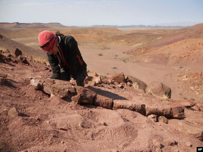 FILE - Claudia Marsicano, profesor di Universitas Buenos Aires, sedang memeriksa fosil tetrapoda basal baru di lokasi penemuan makhluk mirip salamander di dekat Sungai Ugab di Namibia. (Roger M.H. Smith via AP)