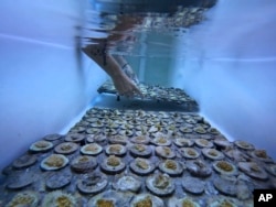 A research associate places a tray of baby coral brought in from the University of Miami's open water coral nurseries into a tank Friday, July 28, 2023. (AP Photo/Rebecca Blackwell)