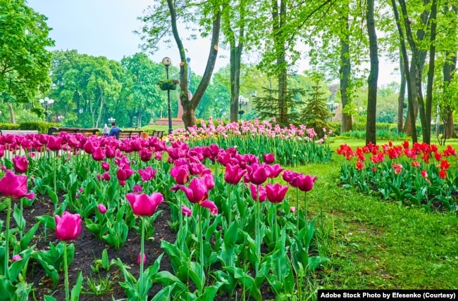 FILE - Among the colorful tulip flower beds of Taras Shevchenko Park, Kyiv, Ukraine. (Adobe Stock Photo)