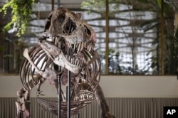 Skelet dinosaurusa izložen u Švajcarskoj. (AP/Michael Buholzer)