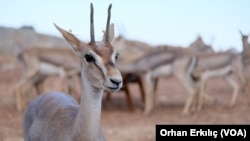 Gazella Gazella türü dağ ceylanı, Tarım ve Orman Bakanlığı Doğa Koruma Genel Müdürlüğü tarafından koruma altına alındı