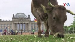 Со крави на протест во Берлин, Германија
