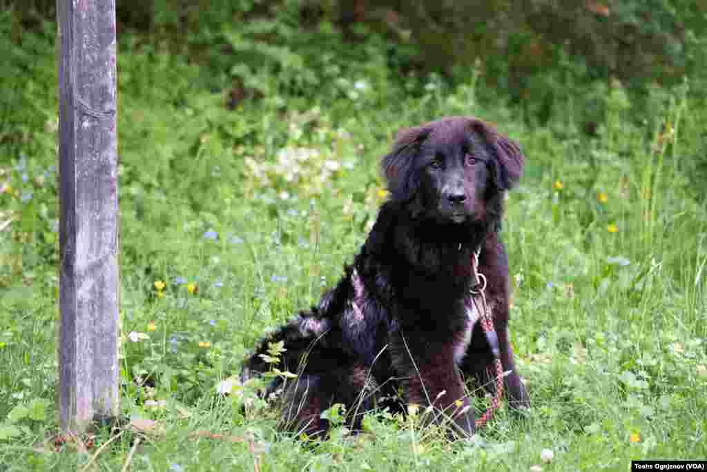 Exhibition of Macedonian shepherds dog Karaman (Изложба на македонско автохтоно овчарско куче караман)