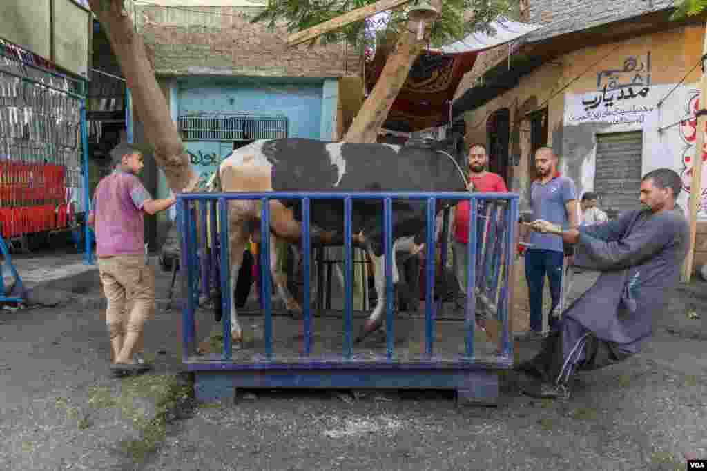 Livestock sellers have noticed the cost-saving trend of up to seven families sharing one cow, as advised by Egypt’s top fatwa council this “Feast of Sacrifice,” which marks the end of the Hajj pilgrimage to Mecca. (Hamada Elrasam/VOA) 