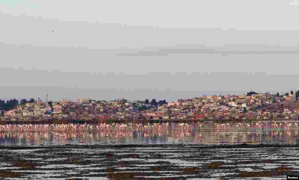 Flamingos are seen on the almost dried-out Sijoumi lagoon in Tunis, Tunisia.