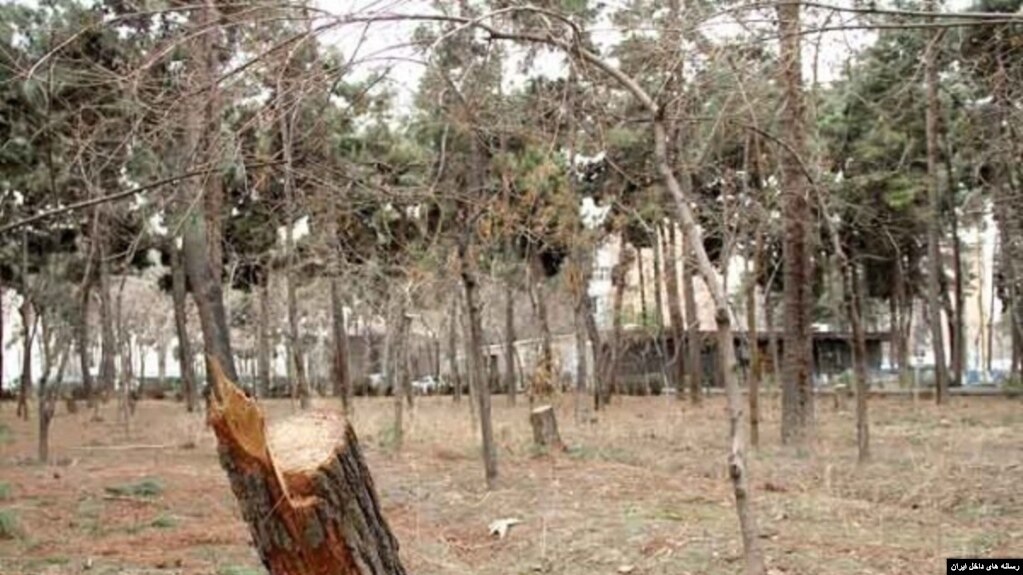 قطع دهها درخت در پارک جنگلی چیتگر تهران