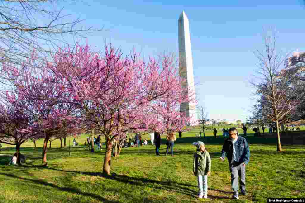 Visitar los árboles de cerezos se ha convertido en una de las tradiciones más importantes de la ciudad capital.