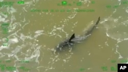 This image provided by Texas Department of Public Safety shows a shark close to the share in South Padre Island, Texas, July 4, 2024. 
