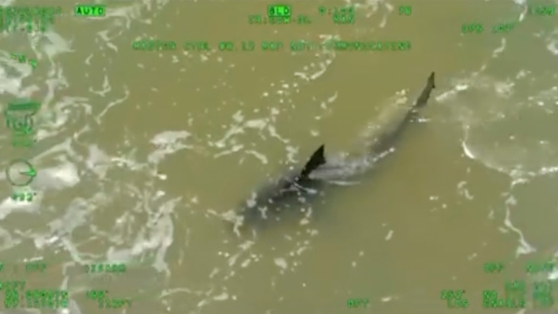 3 people attacked by sharks in Florida, Texas 