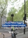 Kuda Militer Inggris Kabur ke Jalanan London, Dua dalam Kondisi Serius