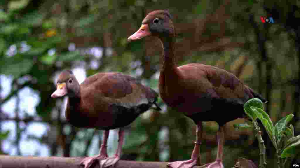 Una pareja de patos Pisingos que llegó al parque luego de ser víctima de cultivadores que los ven como una amenaza para sus cosechas.