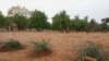 Graves of children victims of IED in Segou , Mali