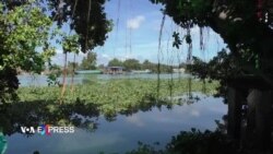 Nghề gói bánh tét ở Long An