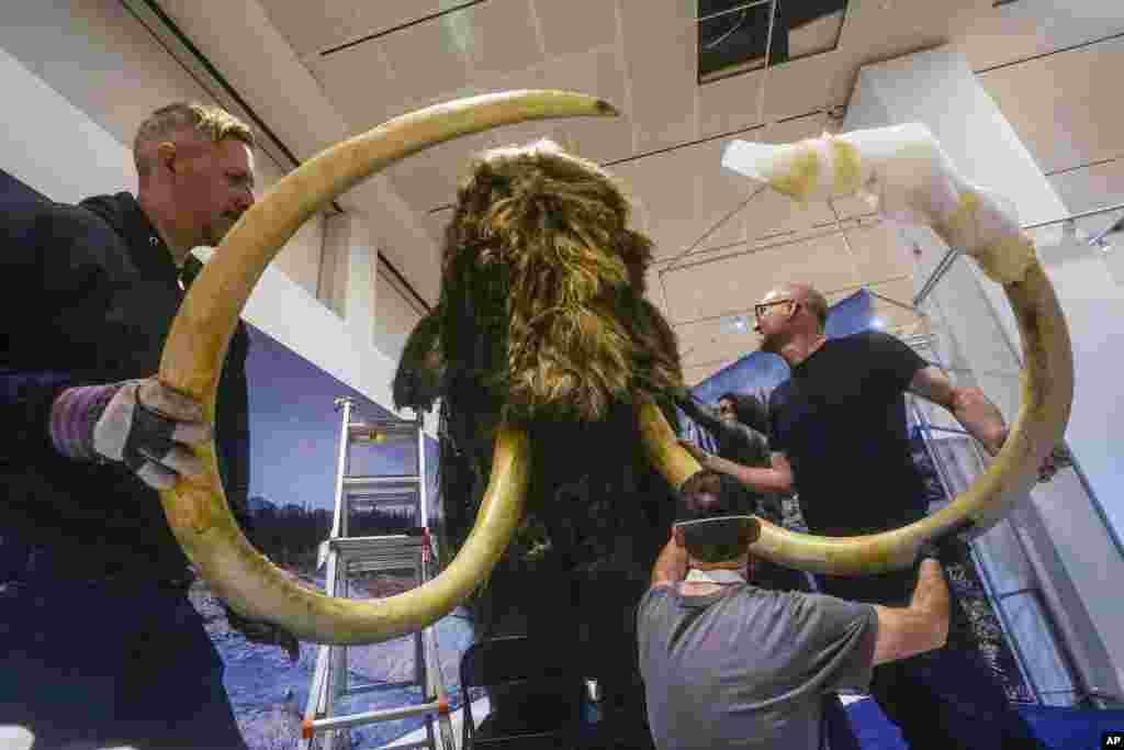 A team of exhibition specialists at the American Museum of Natural History install the head on a woolly mammoth model for the museum&#39;s Nov. 13 opening exhibition, &quot;The Secret World of Elephants,&quot; in New York, Oct. 23, 2023.
