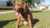 El perro Bobi, que rompió el récord del perro más viejo a los 31 años, fue fotografiado en Conqueiros, en Leiria, Portugal, el 4 de febrero de 2023. REUTERS/Catarina Demony