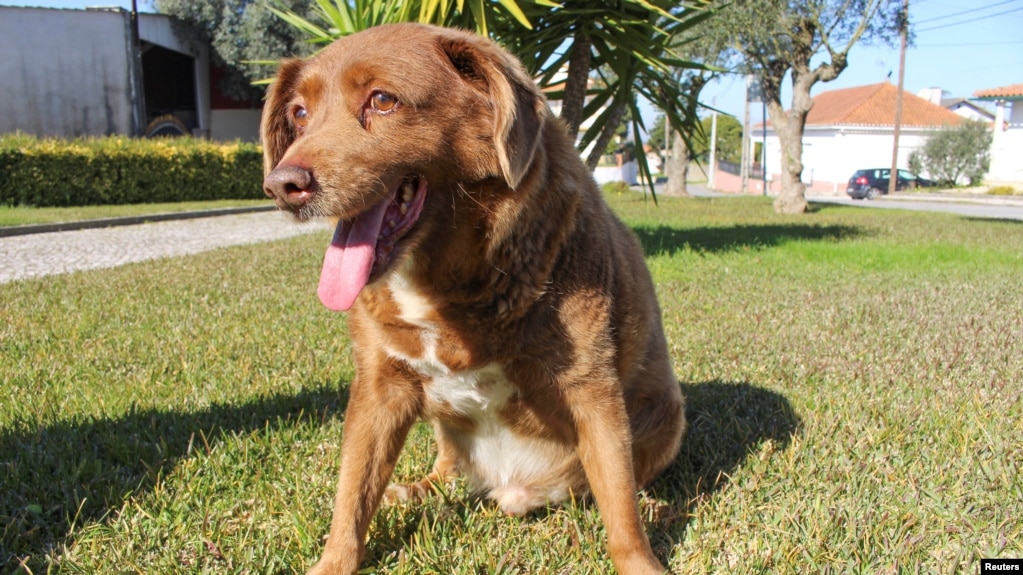 El perro Bobi, que rompió el récord del perro más viejo a los 31 años, fue fotografiado en Conqueiros, en Leiria, Portugal, el 4 de febrero de 2023. REUTERS/Catarina Demony