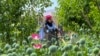 FILE - Taliban security personnel destroy a poppy plantation at Jar Qala village in Chimtal district of Balkh province on May 1, 2023.