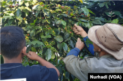 Petani kopi di kawasan Kledung, Sindoro, memetik kopi di ladang mereka. (Foto: VOA/Nurhadi)