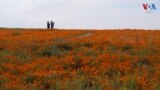 Poppy flower thumbnail