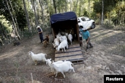 Victor Faundez, founder of the 'Buena Cabra' project and his assistant Rolando Medida transport his herd of goats to a forest in the southern city of Santa Juana, Chile, May 5, 2023.