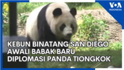 Kebun Binatang San Diego Awali Babak Baru "Diplomasi Panda" Tiongkok