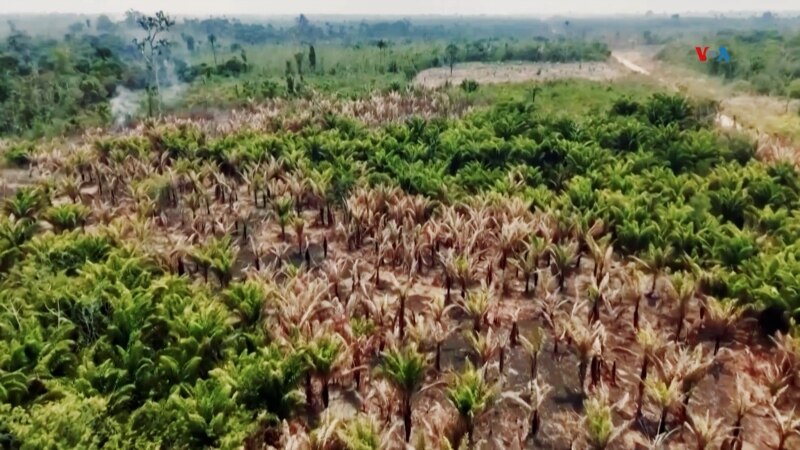 Cómo logró Colombia alcanzar una cifra histórica de reducción de la deforestación