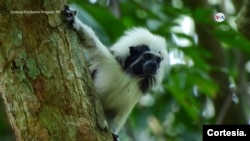 Colombia está perdiendo su selva tropical a un ritmo dramático debido al desarrollo y a la agricultura; de hecho, el país sudamericano ha registrado la cuarta mayor pérdida de selva tropical en el mundo.