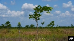 FILE - Young pongamia trees grow in a grove in St. Lucie County, Fla., June 6, 2024.