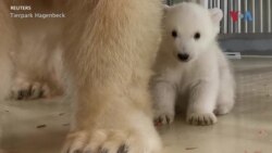 Во зоолошката градина во Хамбург се роди поларно мече
