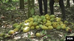 Cocoa beans in Ghana