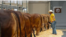 En la Feria Internacional Brahman Show en Houston participaron un total de 1.500 ganados raza Brahman.