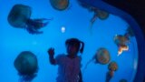 A child reacts near a display of jellyfish at an underwater park on Children's Day in Beijing. Children's Day is celebrated on June 1 in Communist and post-communist countries. 
