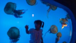 A child reacts near a display of jellyfish at an underwater park on Children's Day in Beijing. Children's Day is celebrated on June 1 in Communist and post-communist countries. 