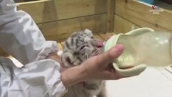 Հազվագյուտ սպիտակ վագրի ձագերի ծնունդը՝ Չինաստանի կենդանաբանական այգում_1.mp4