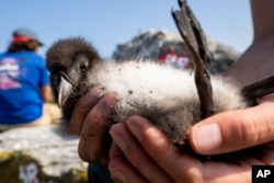 A biologist holds a healthy Atlantic puffin chick on Eastern Egg Rock, Maine, Sunday, Aug. 5, 2023. (AP Photo/Robert F. Bukaty)