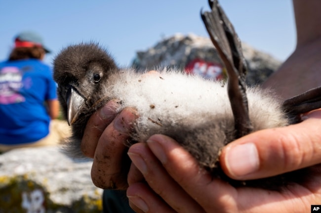 A biologist holds a healthy Atlantic puffin chick on Eastern Egg Rock, Maine, Sunday, Aug. 5, 2023. (AP Photo/Robert F. Bukaty)