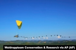 This photo provided by Waldrappteam Conservation & Research shows the migration of the Northern Bald Ibis with humans guiding them and shouting encouragement as they fly through the air from Austria to Oasi Laguna di Orbetello in Italy during August and September 2022.